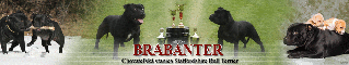 Brabanter