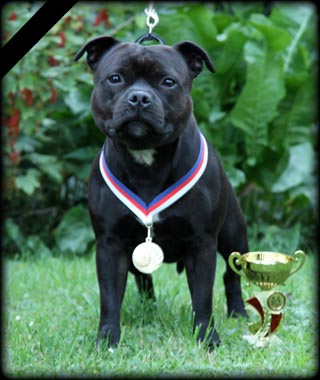Staffordshire bull terrier