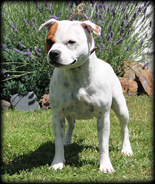 Staffordshire bull terrier