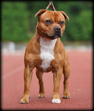 Multi Ch. Liam Dutch Great Staffield