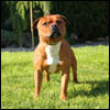 Multi Ch. Liam Dutch Great Staffield