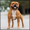 Multi Ch. Liam Dutch Great Staffield