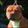 Multi Ch. Liam Dutch Great Staffield