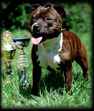 Staffordshire bull terrier