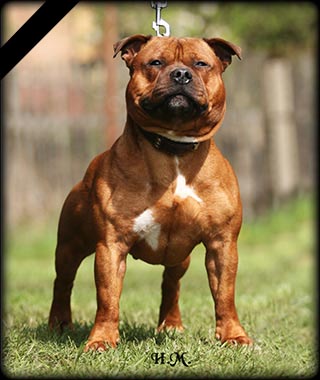 Staffordshire bull terrier