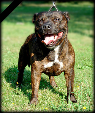 Staffordshire bull terrier