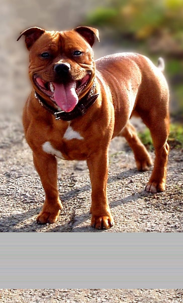 Staffordshire bull terrier