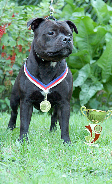 Staffordshire bull terrier