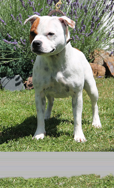 Staffordshire bull terrier