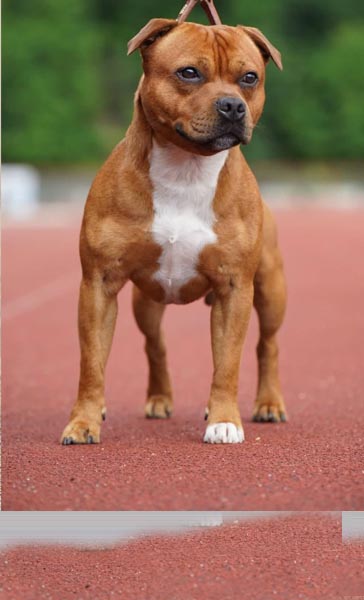 Staffordshire bull terrier