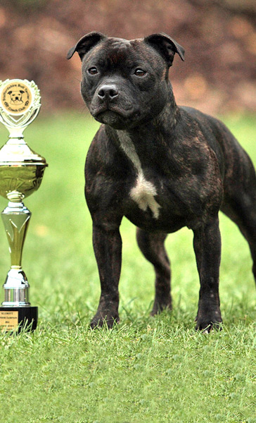 Staffordshire bull terrier